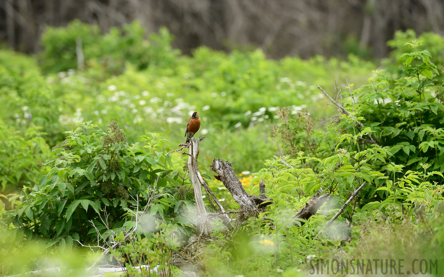 Turdus migratorius nigrideus [400 mm, 1/800 sec at f / 7.1, ISO 1600]